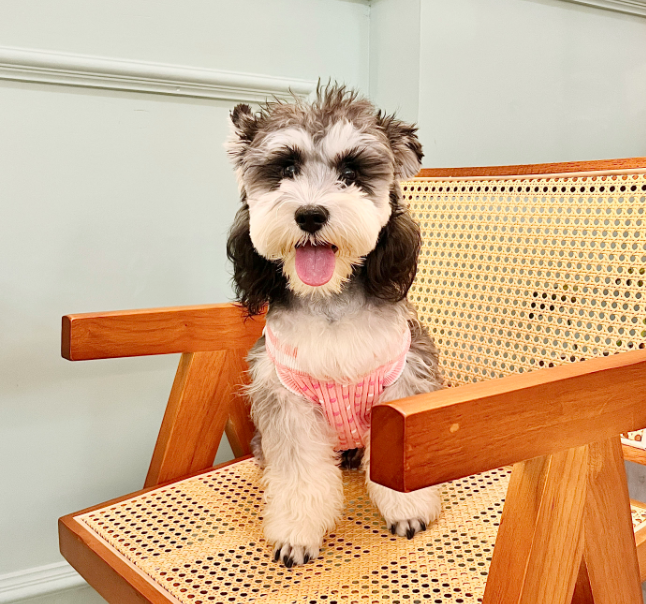 DoggieDeluxe™ Pink Classic Sweater