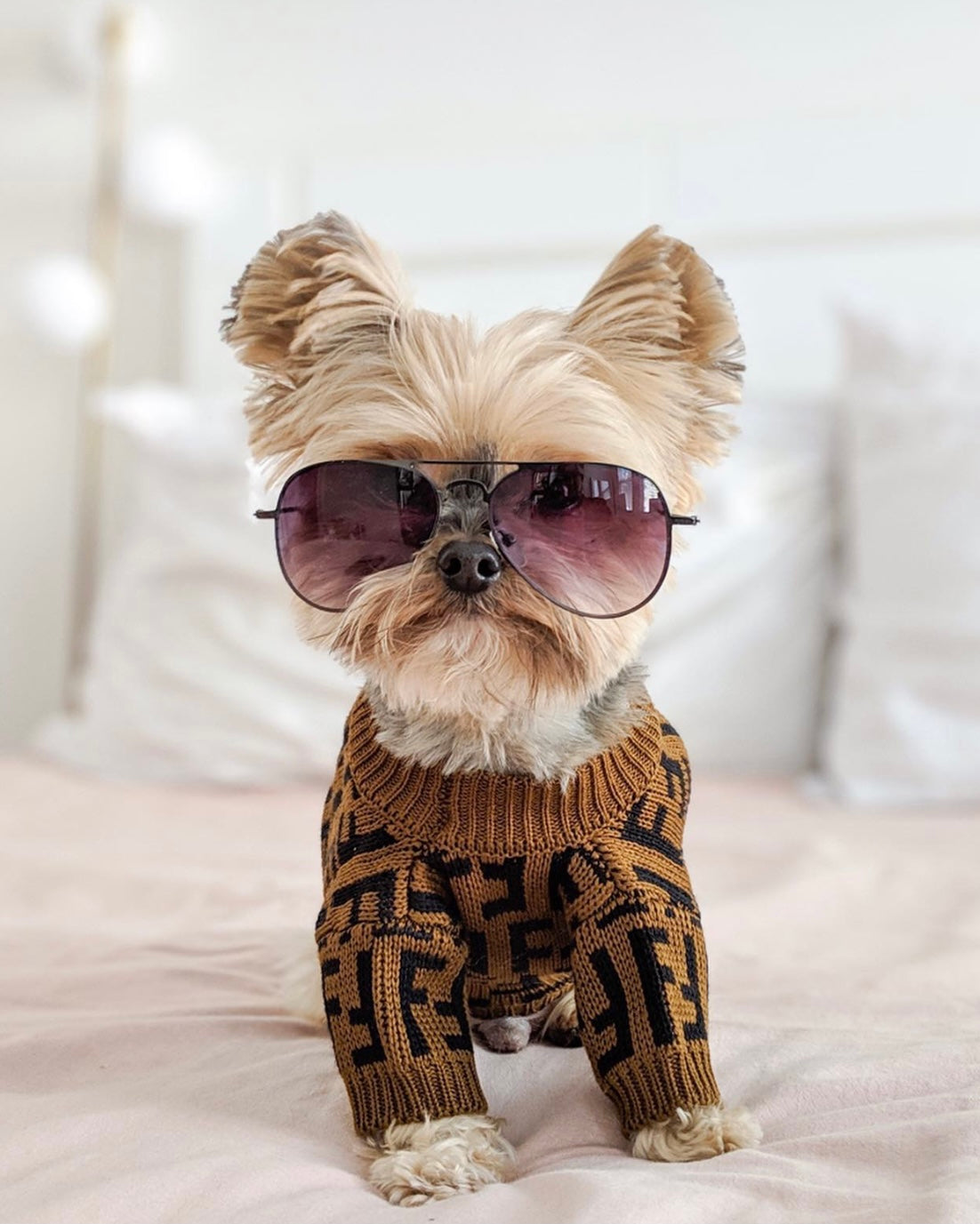 Pendi Chic Canine Sweater Collection