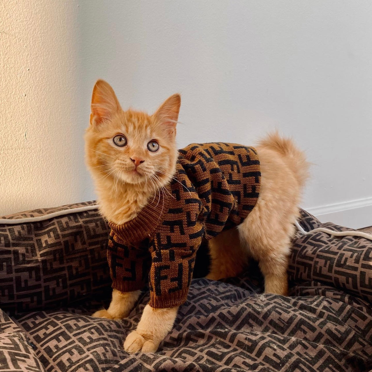 Pendi Chic Canine Sweater Collection